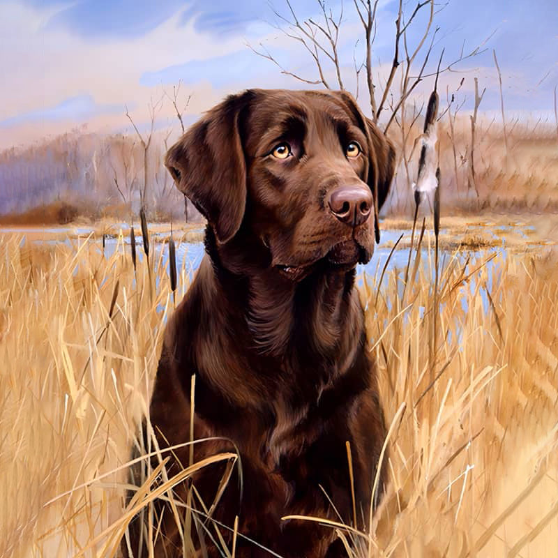 Labrador In Een Veld| Diamond Painting