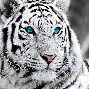 Witte Tijger| Diamond Painting